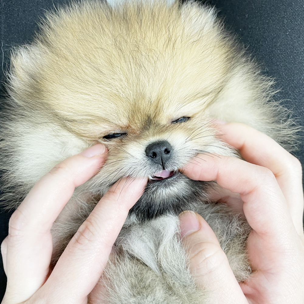 子犬の乳歯♪